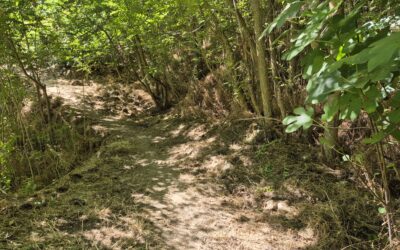 El Ayuntamiento acomete labores de limpieza en el sendero del Puente Molinillo