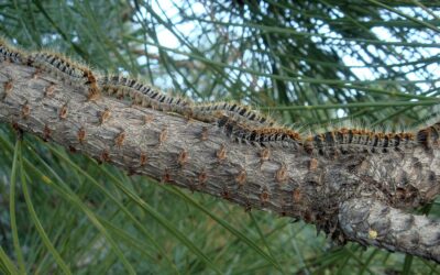 Plaga de la procesionaria del pino