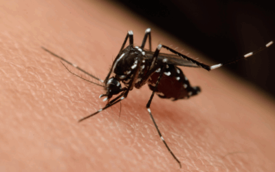 Información sobre el Virus del Nilo Occidental y mosquitos